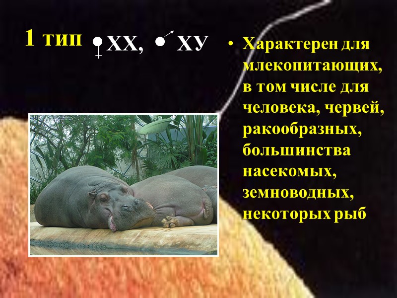 1 тип Характерен для млекопитающих, в том числе для человека, червей, ракообразных, большинства насекомых,